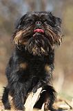 GRIFFON BELGE 048
